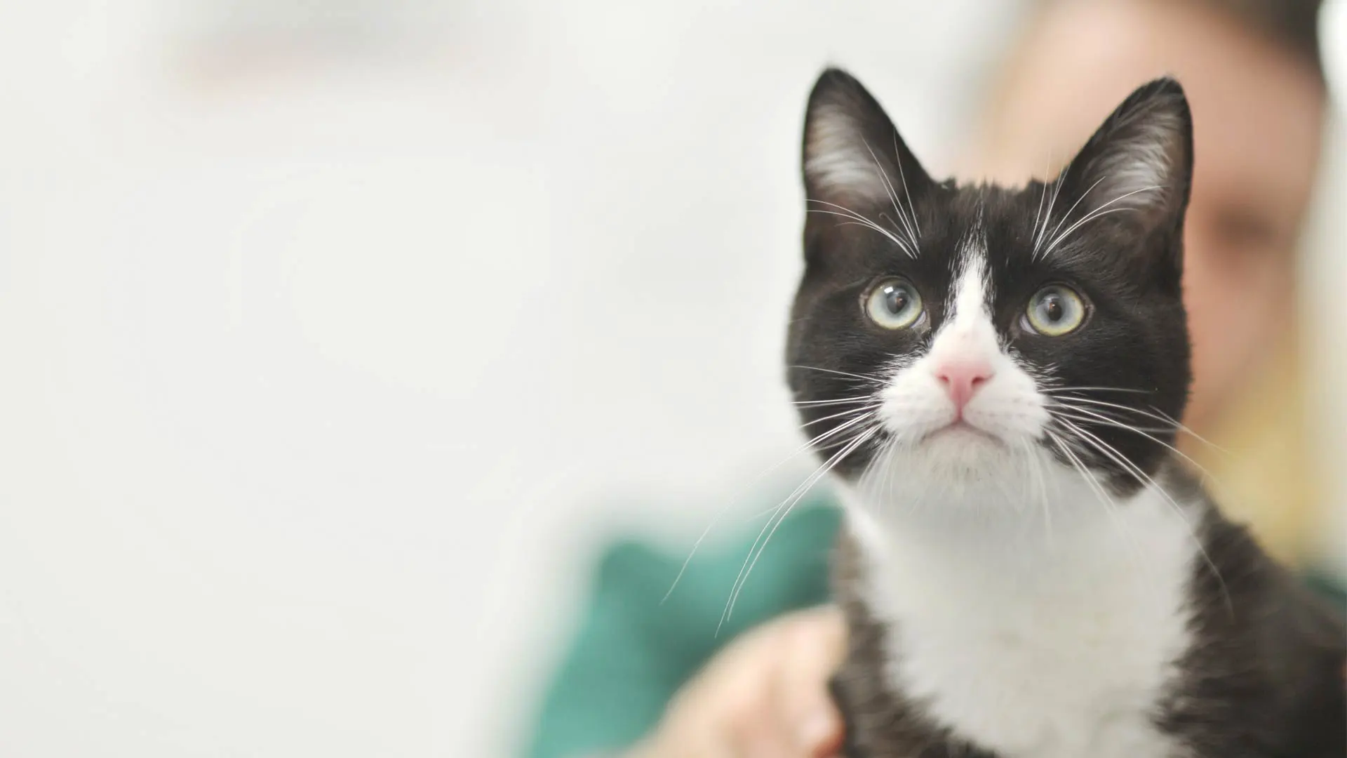 Black and white cat