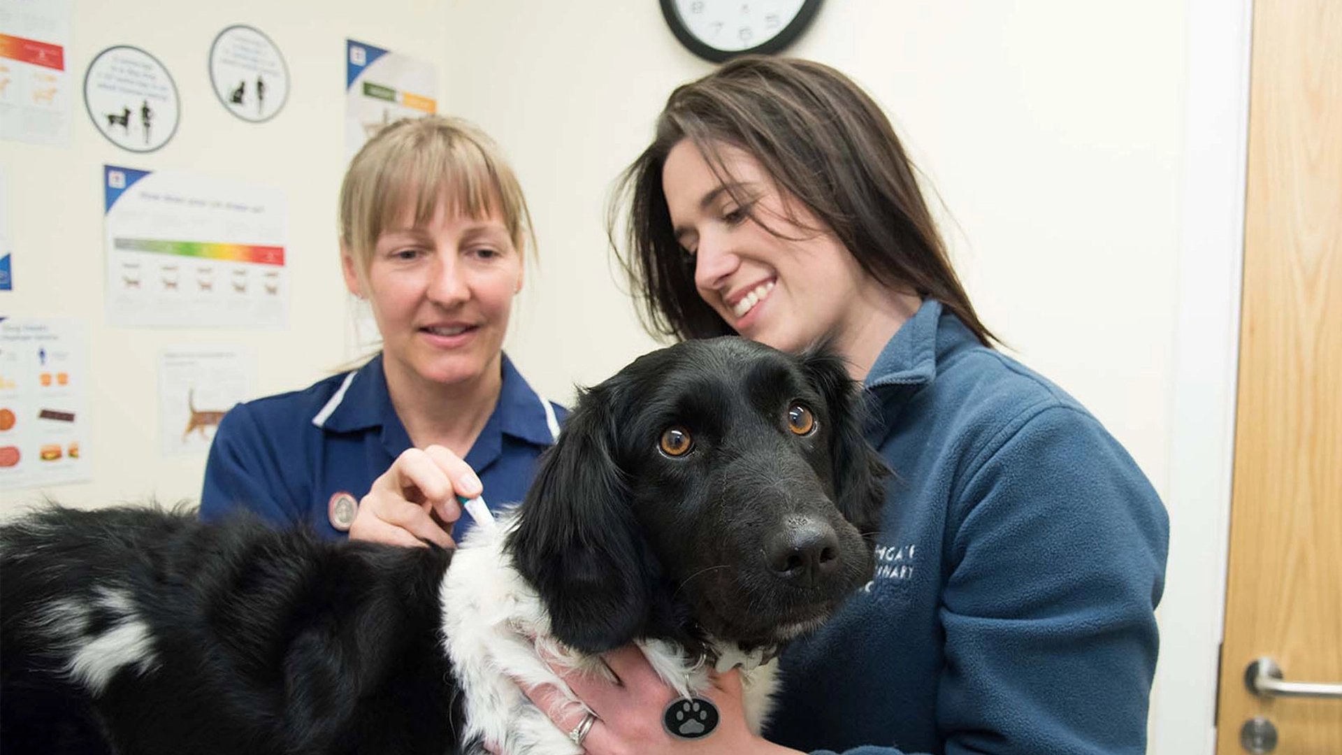 Black and white dog treated for fleas with two nurses