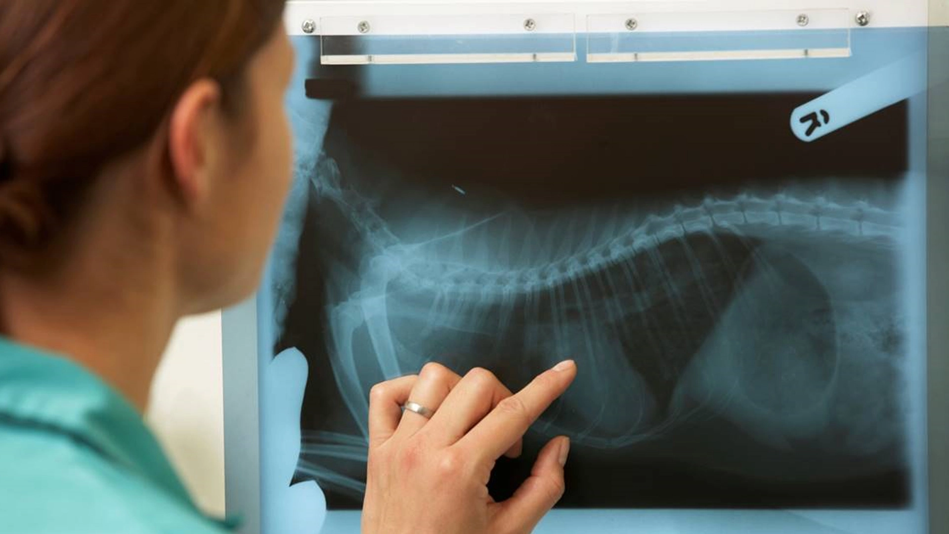 Vet inspecting and x-ray