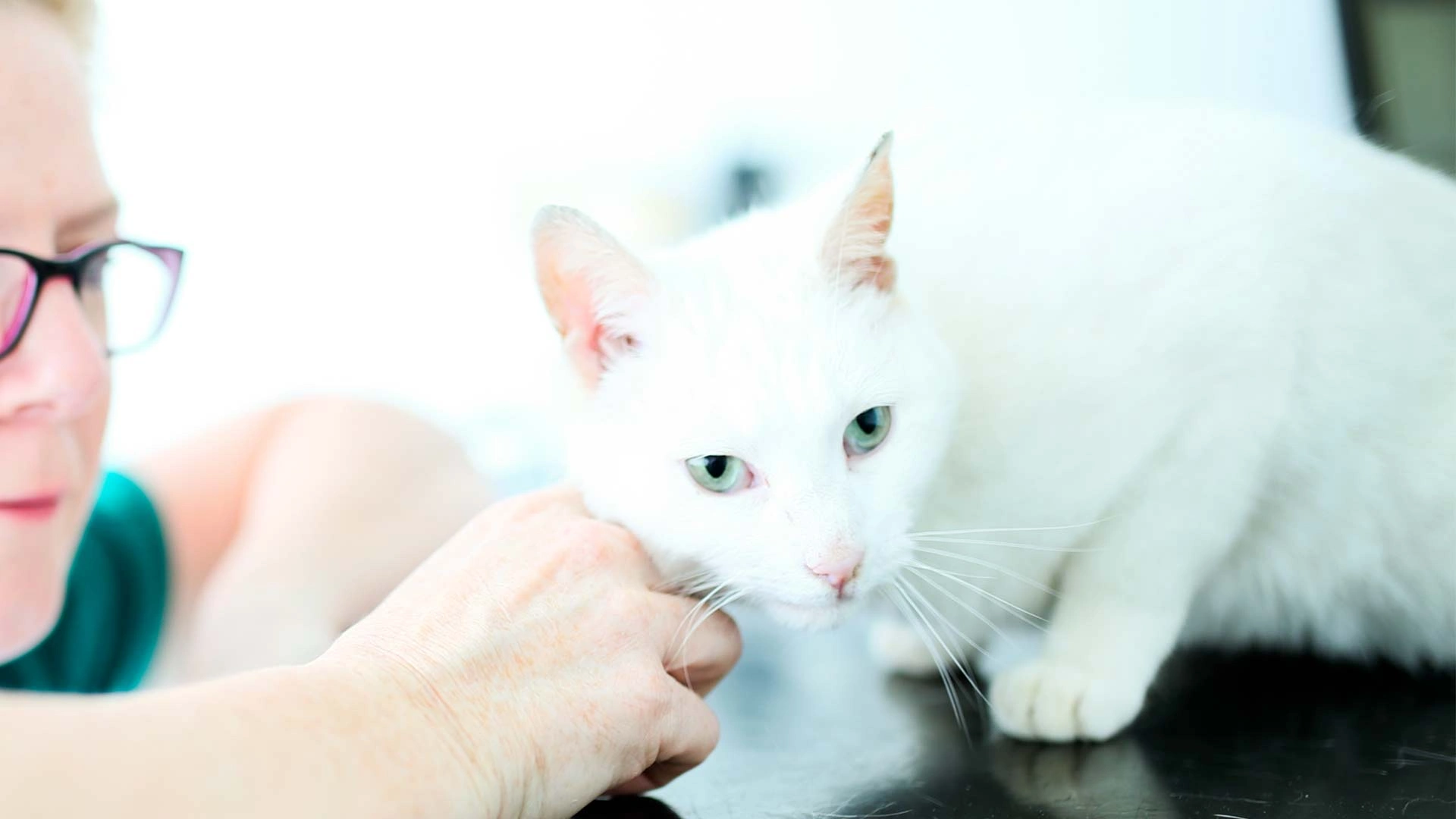 White cat consultation