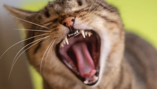 Cat teeth cat yawn