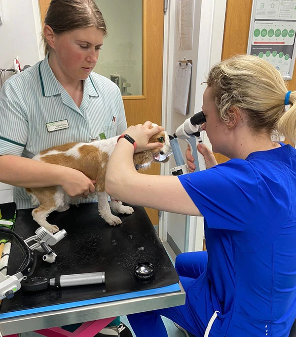 Ophthalmology dog eye exam