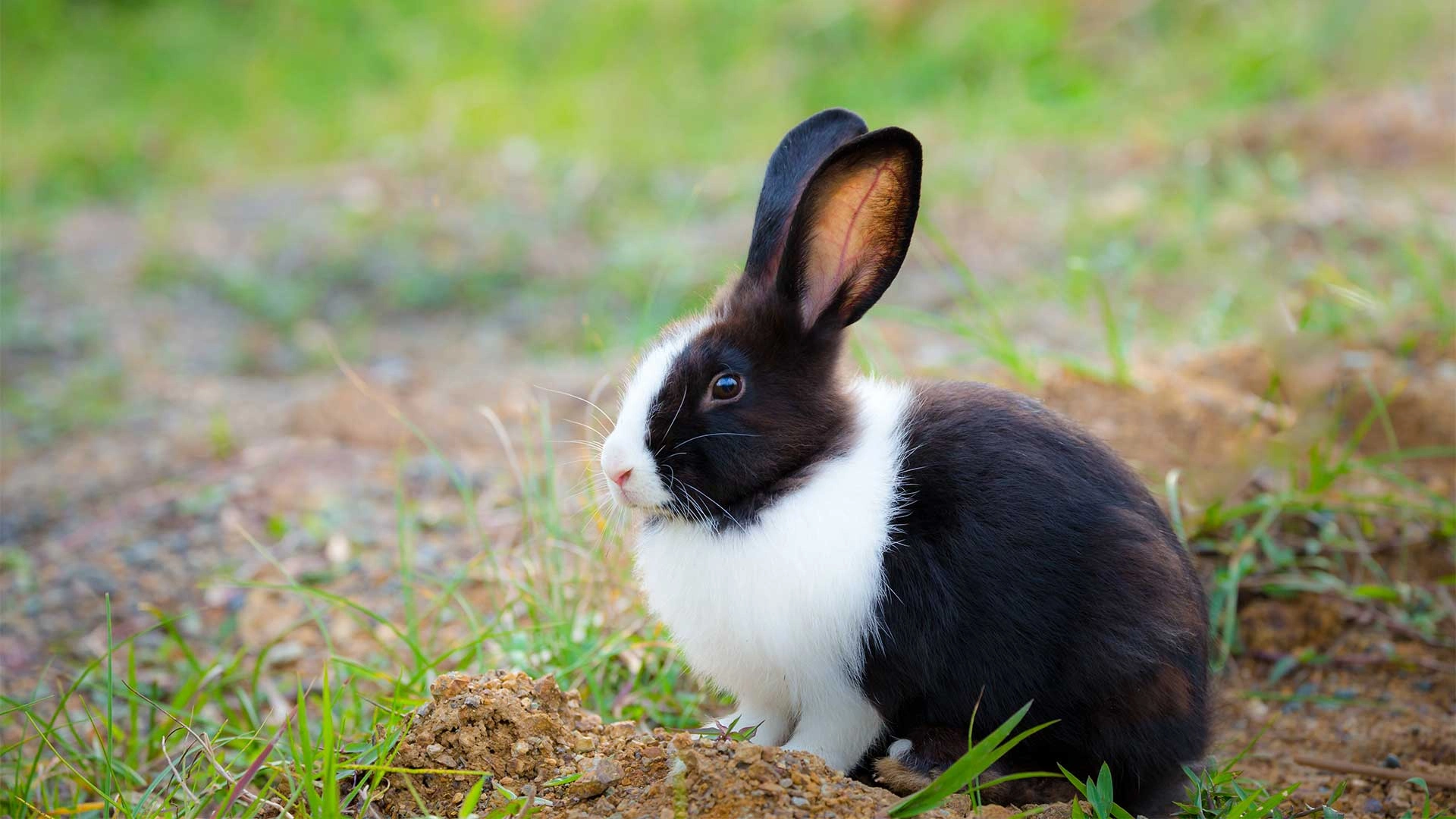 Black and white rabbit