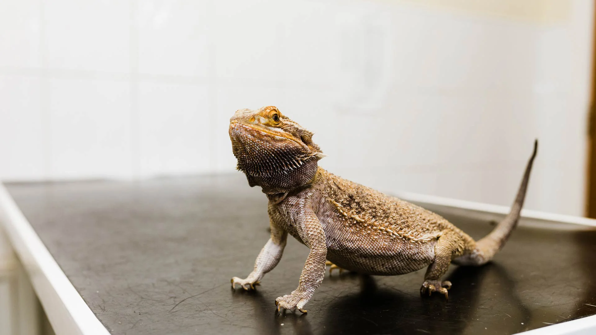 bearded dragon exotic pet at the vet