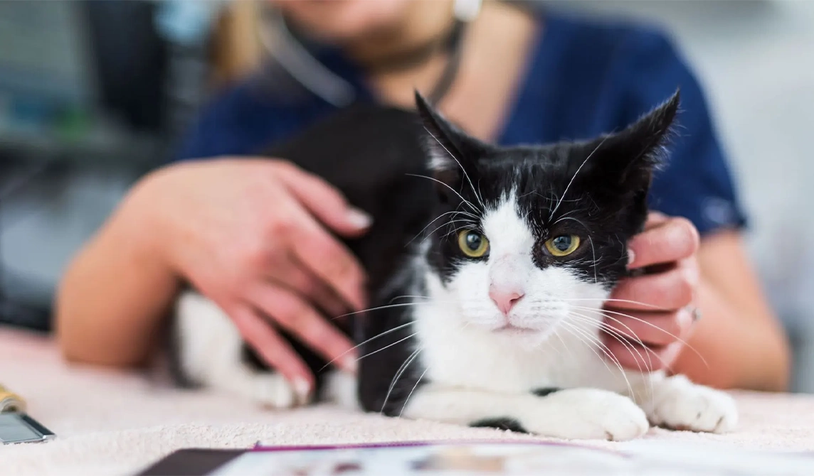 Black and white cat consultation