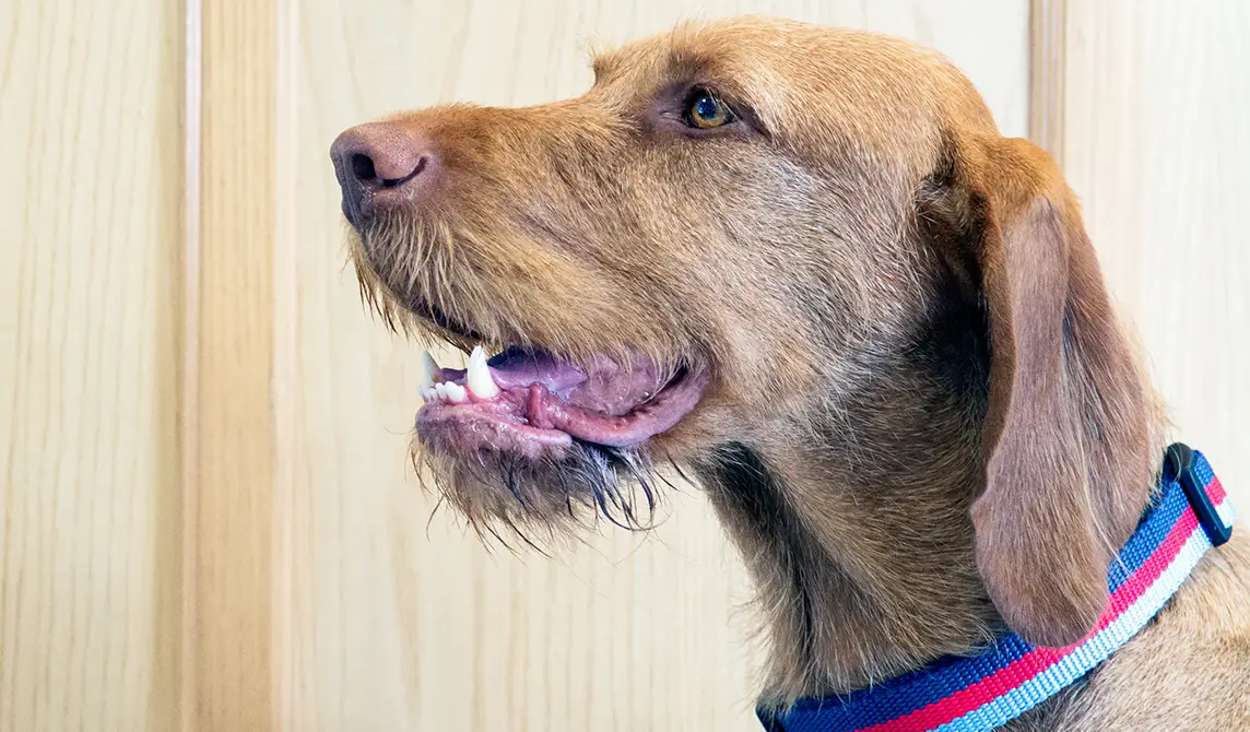 brown dog with striped collar