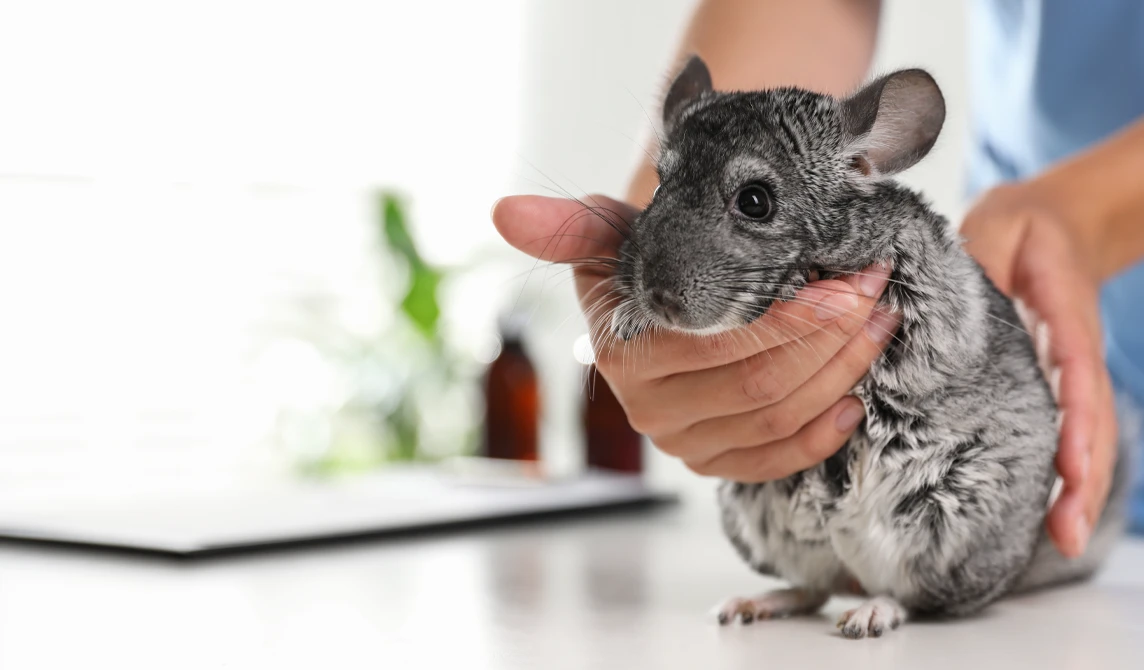 Chinchilla consultation