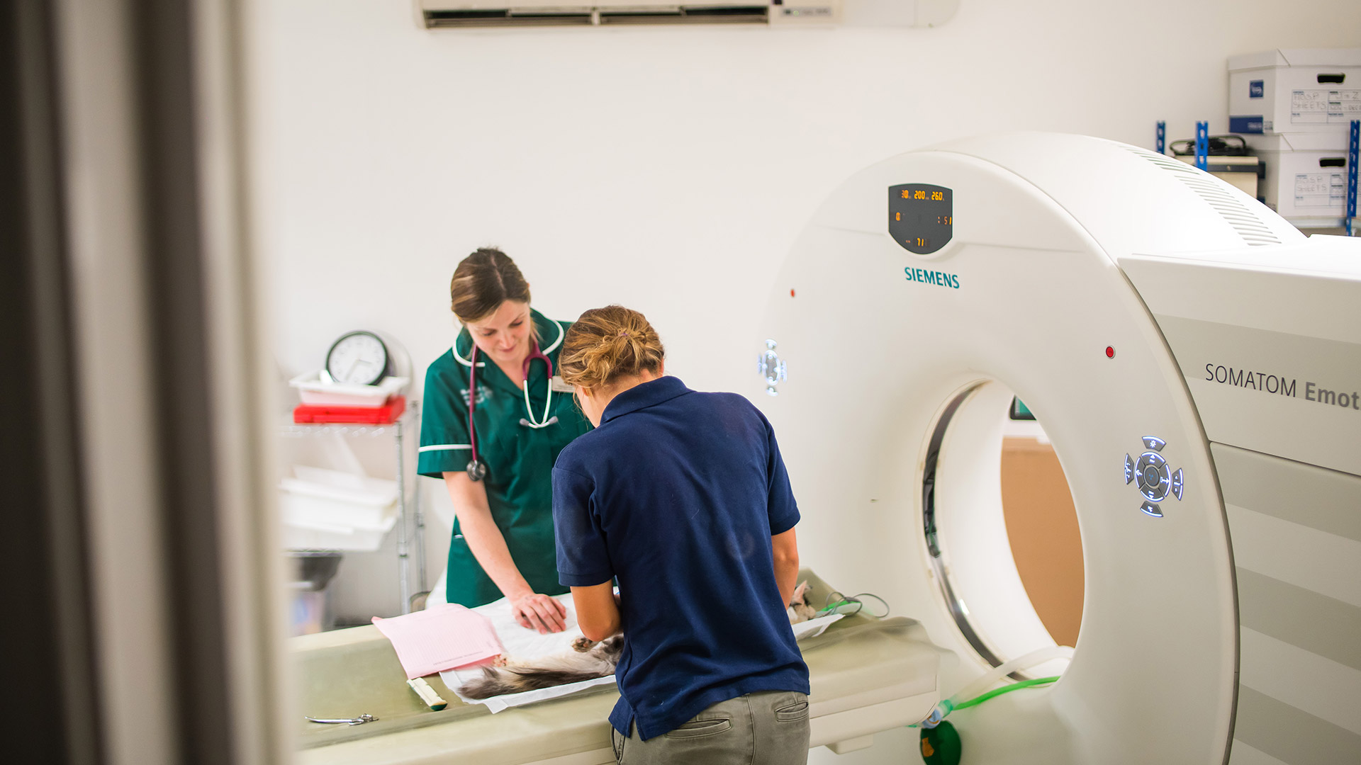 CT scan at ark vets referral