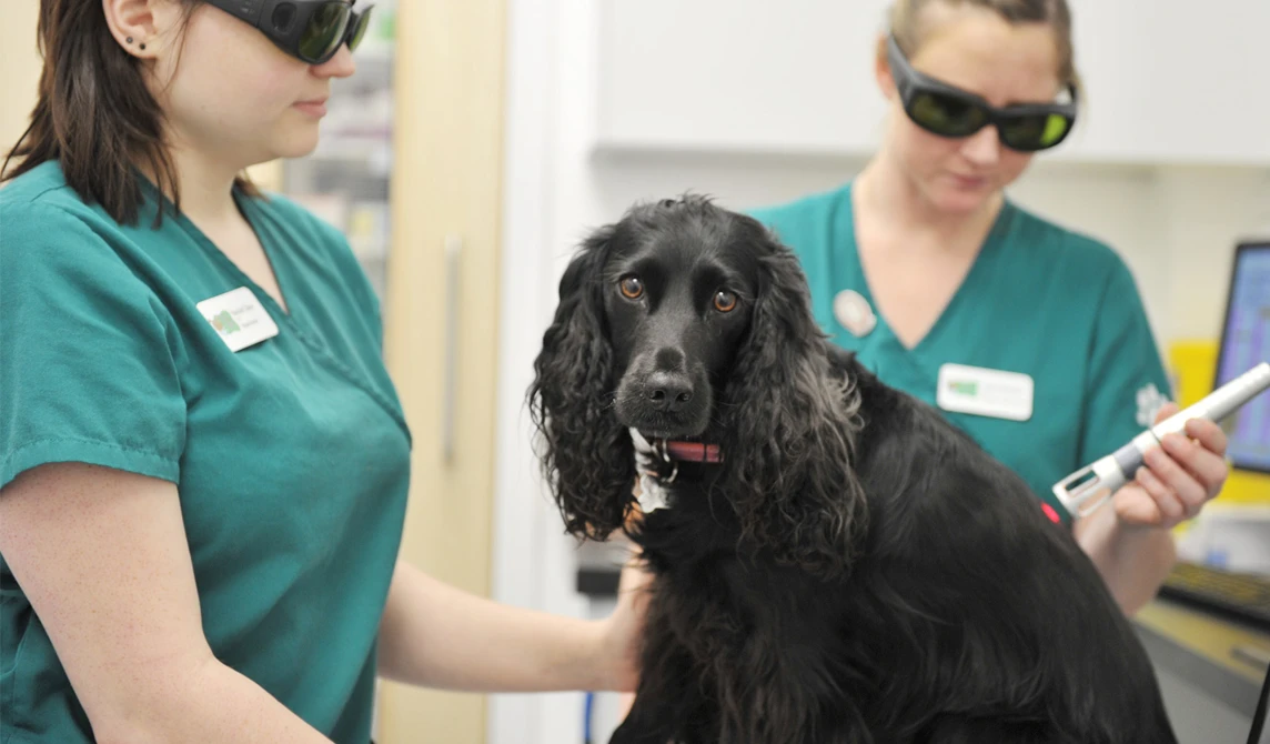Black dog with two Vet nurses laser therapy