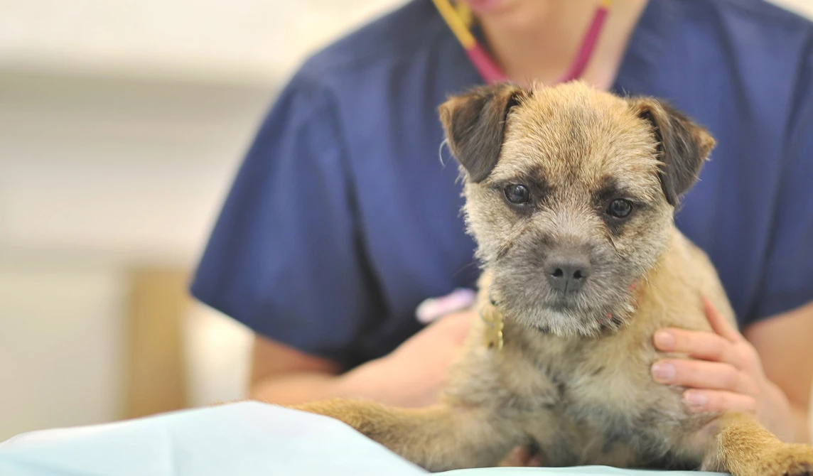 dog on consultation table