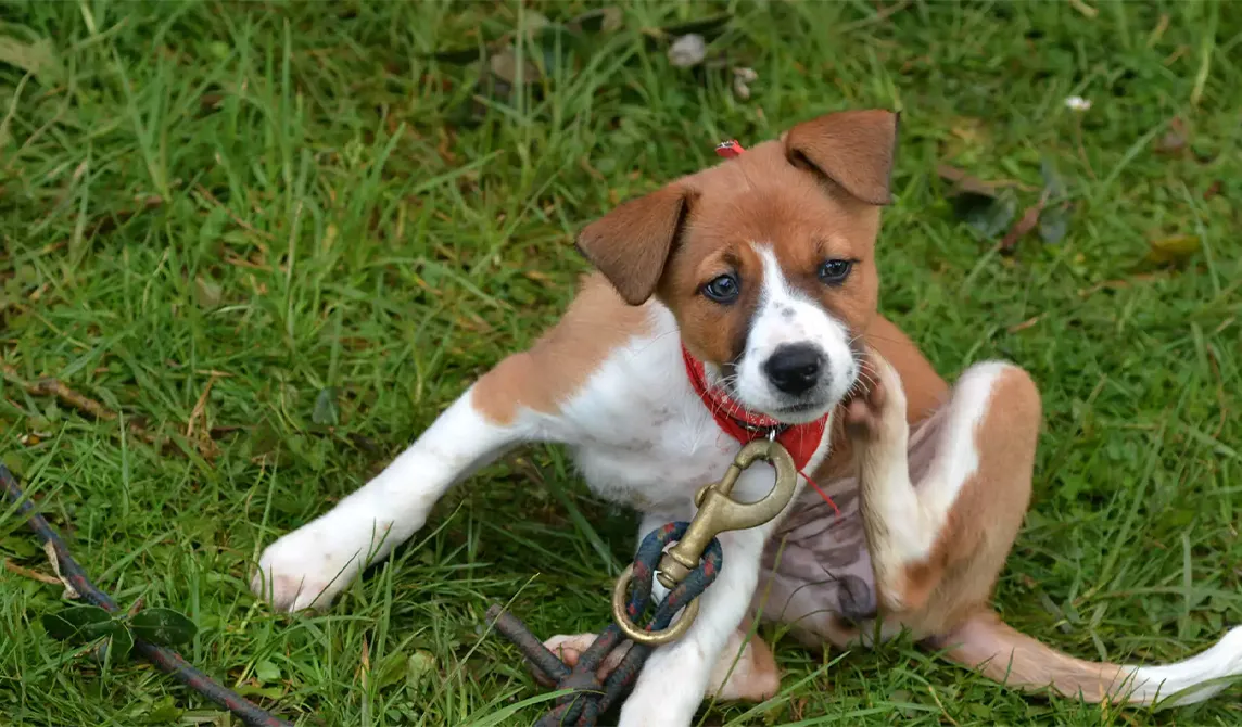 Brown and white dog scratching
