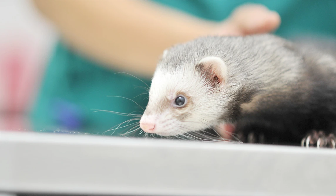 ferret at the vet