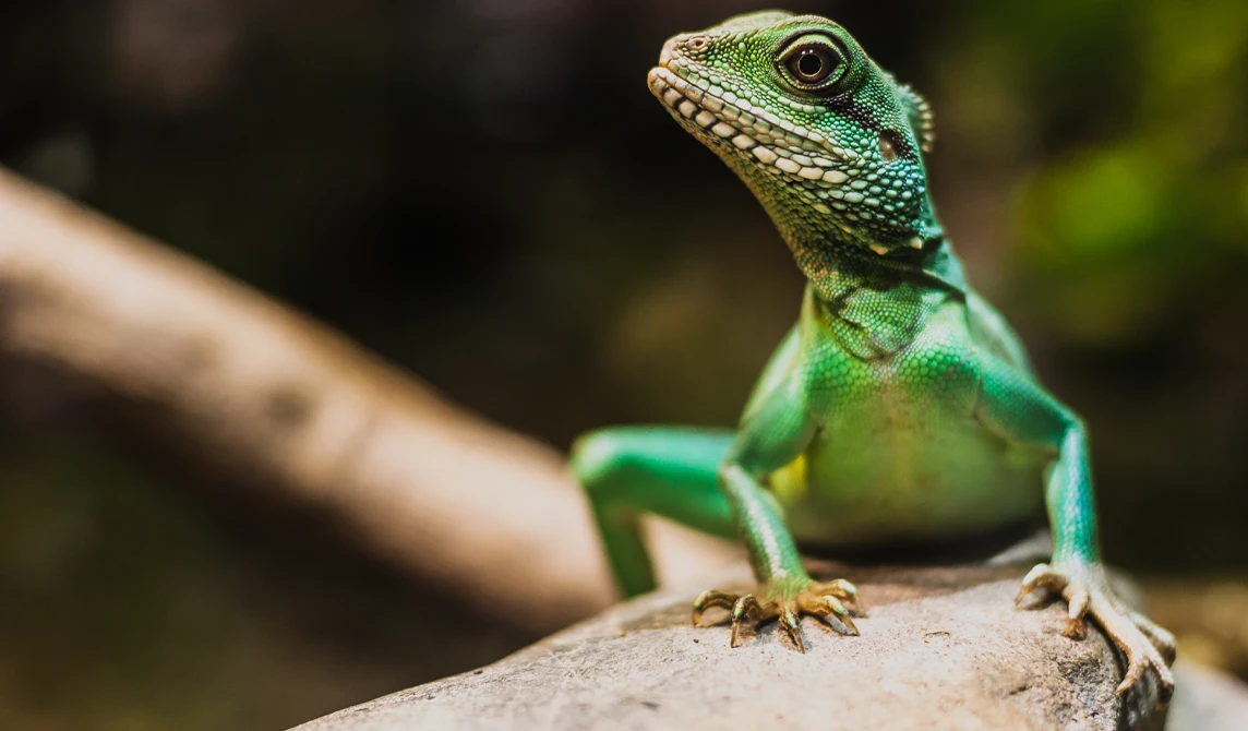 A bright green lizard perched on a rock