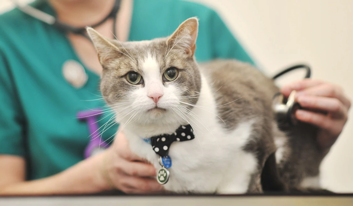 Grey and white cat with bowtie