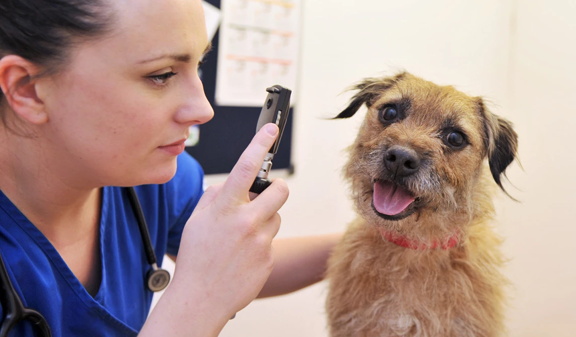 terrier dog having ear examination 