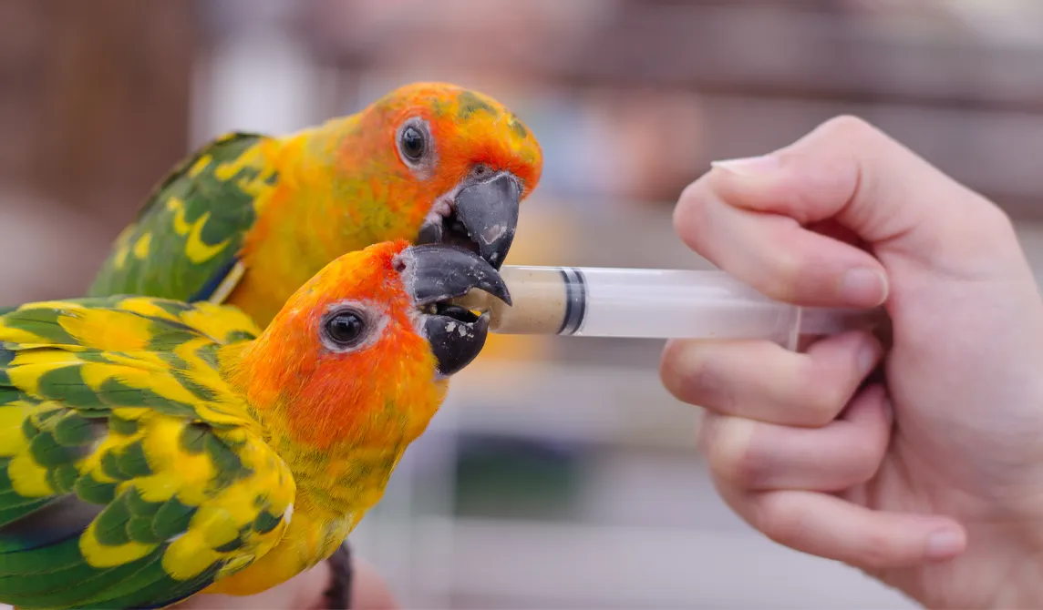 Two colorful parrots being hand-fed from a syringe