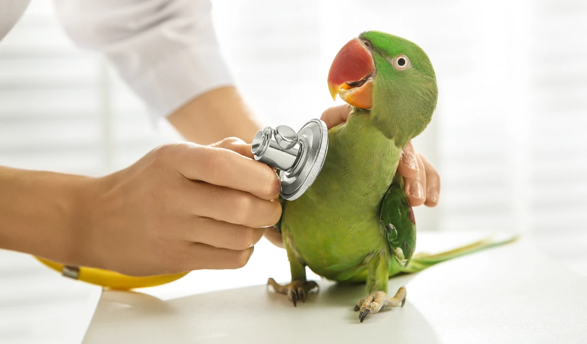 Parrot examination with stethoscope