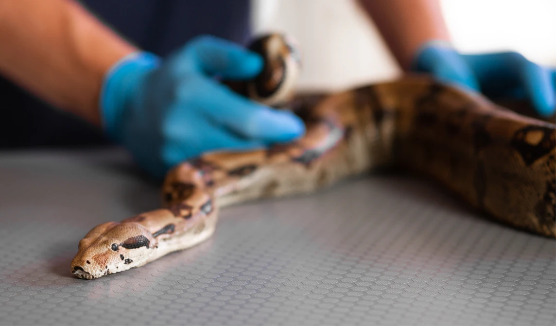 Snake on consultation table