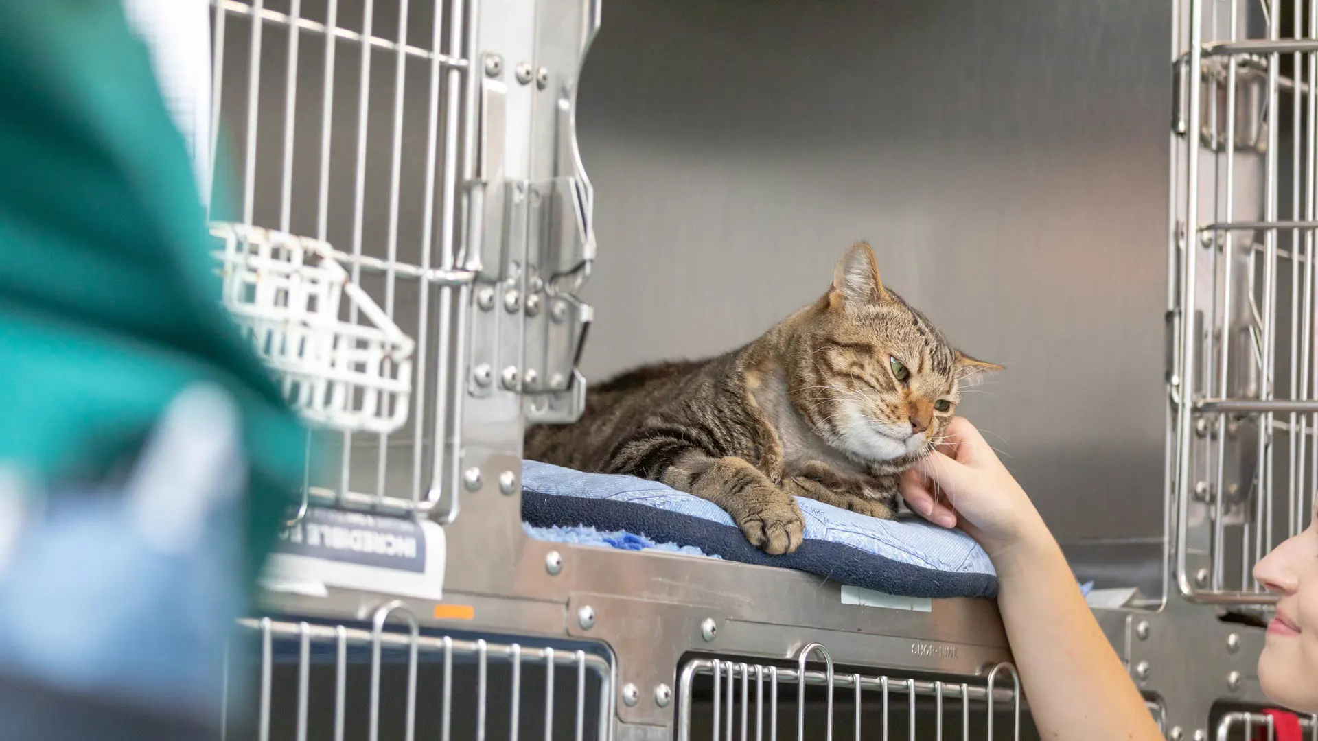 Cat cattery