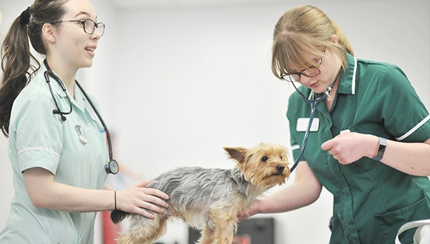 Yorkshire terrier check up