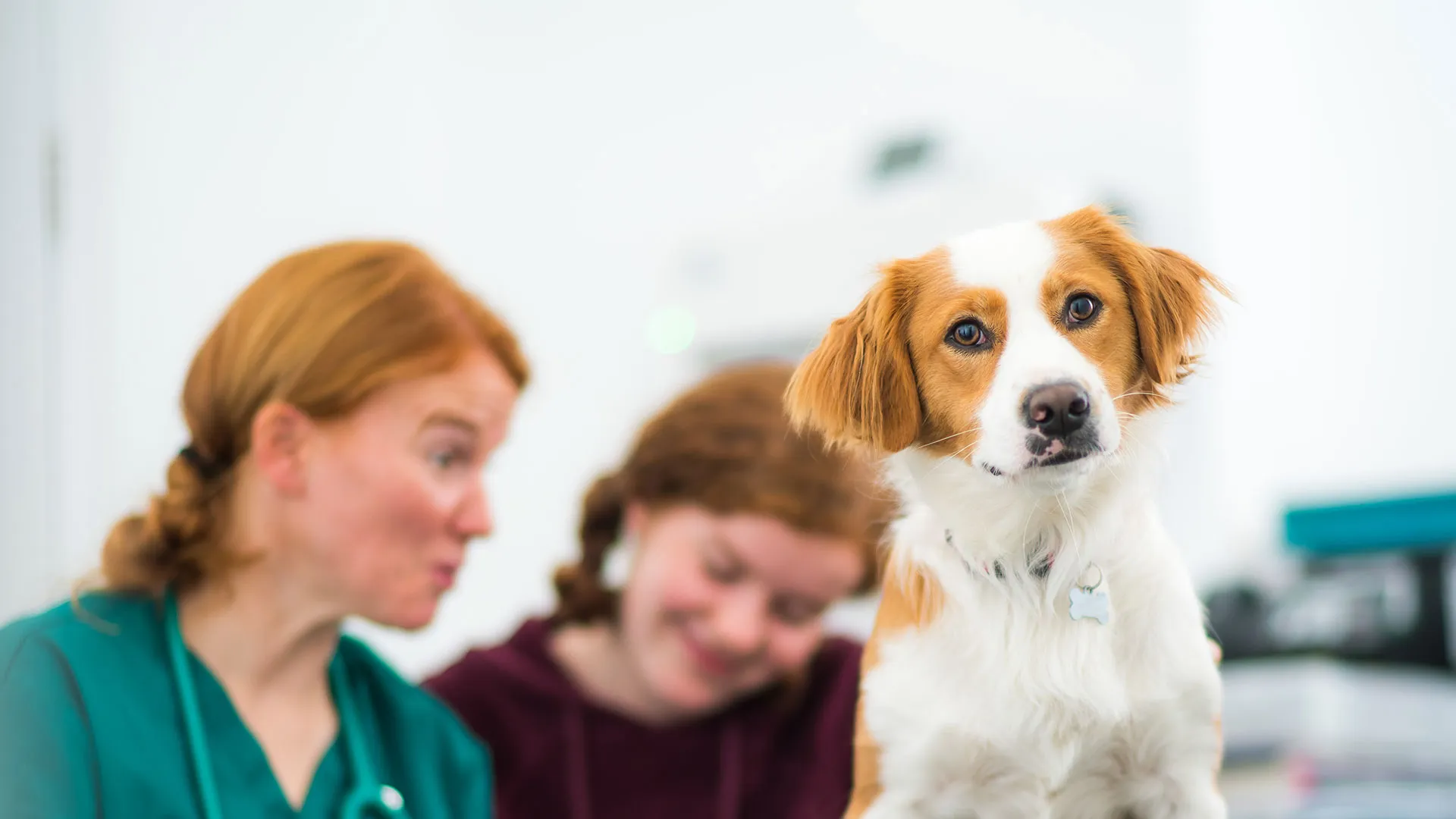 small dog having consultation