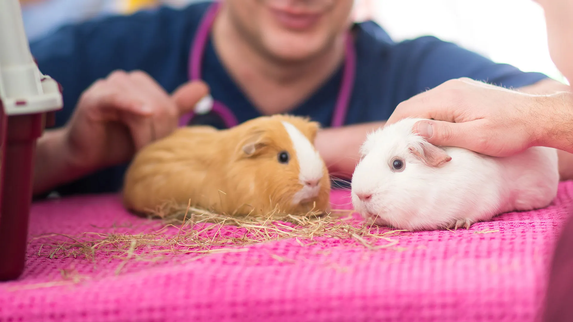 two guinea pigs having examination