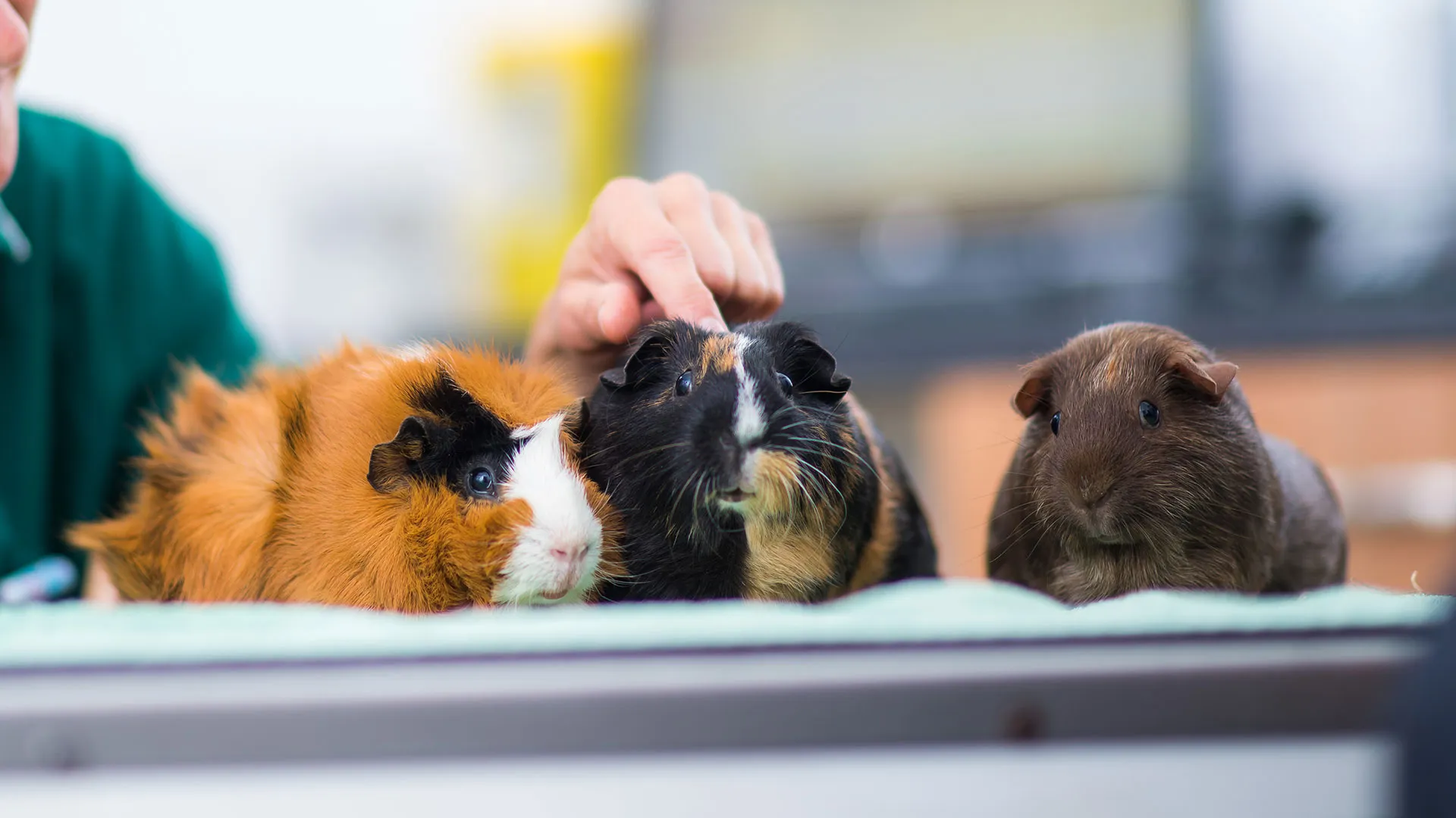 three guinea pigs having a consultation