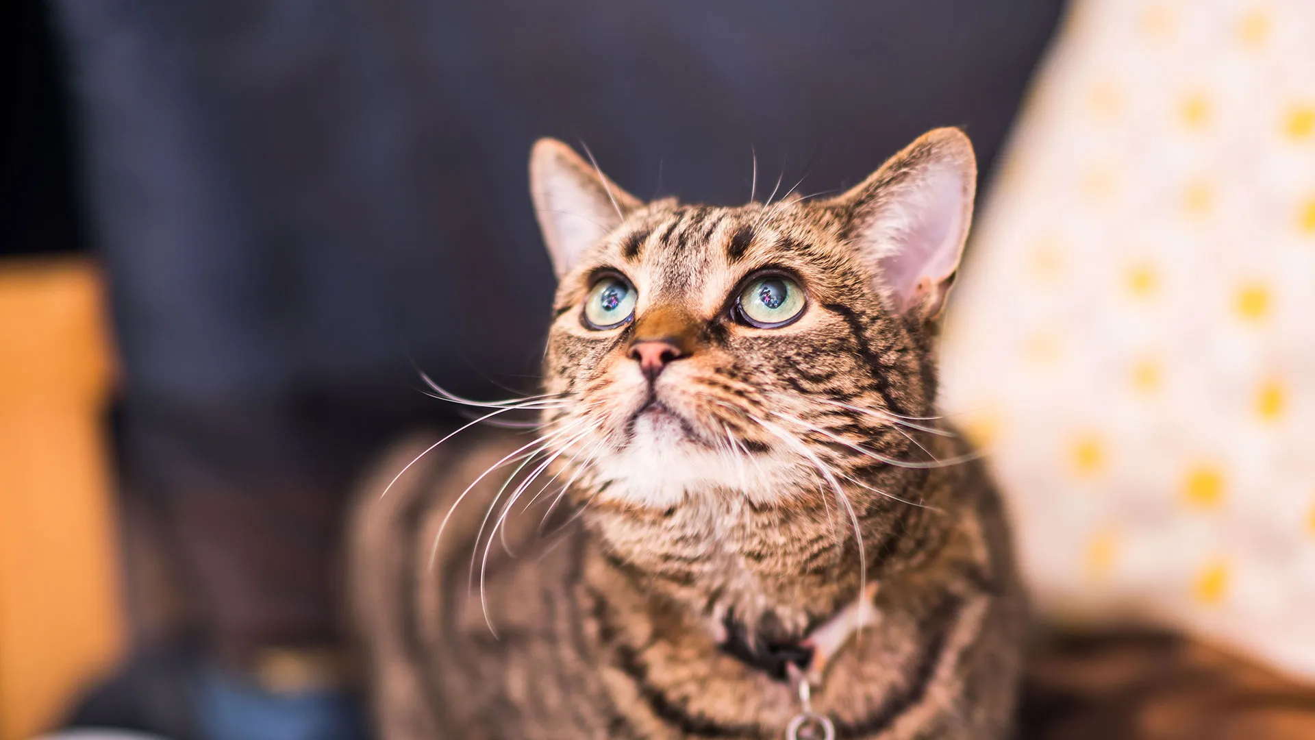 Tabby cat
