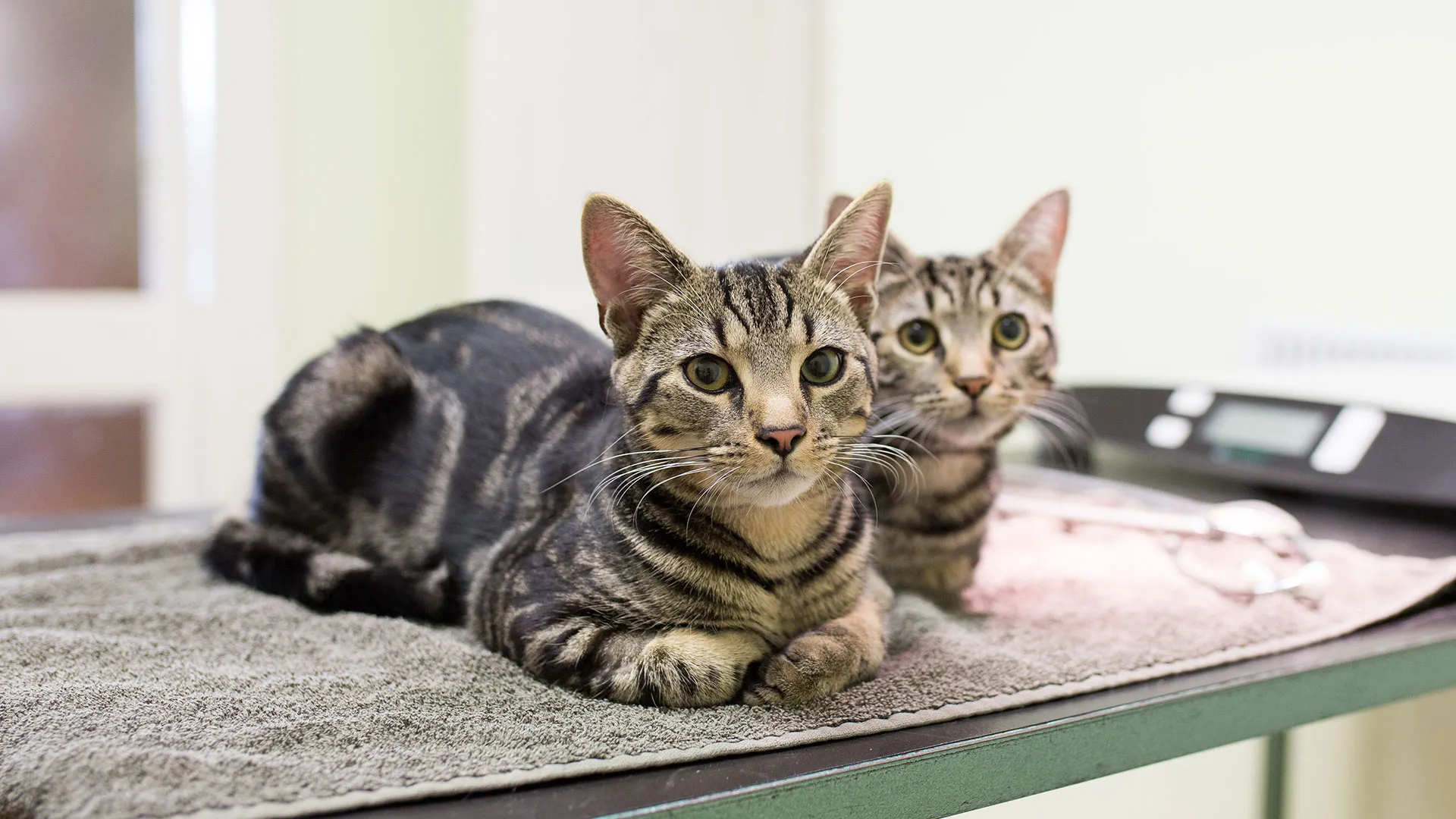two tabby cats sat on grey towel