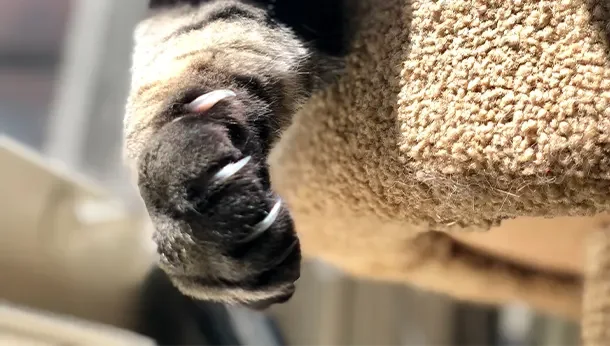 Cat claw