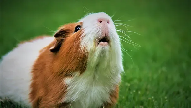 Guinea pig looking up