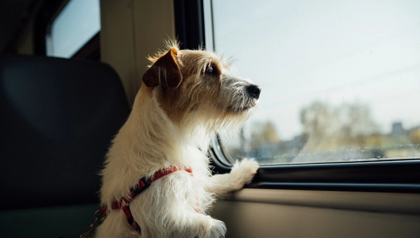 Dog looking out of a window