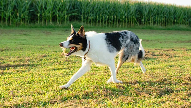 Dog with ball outside