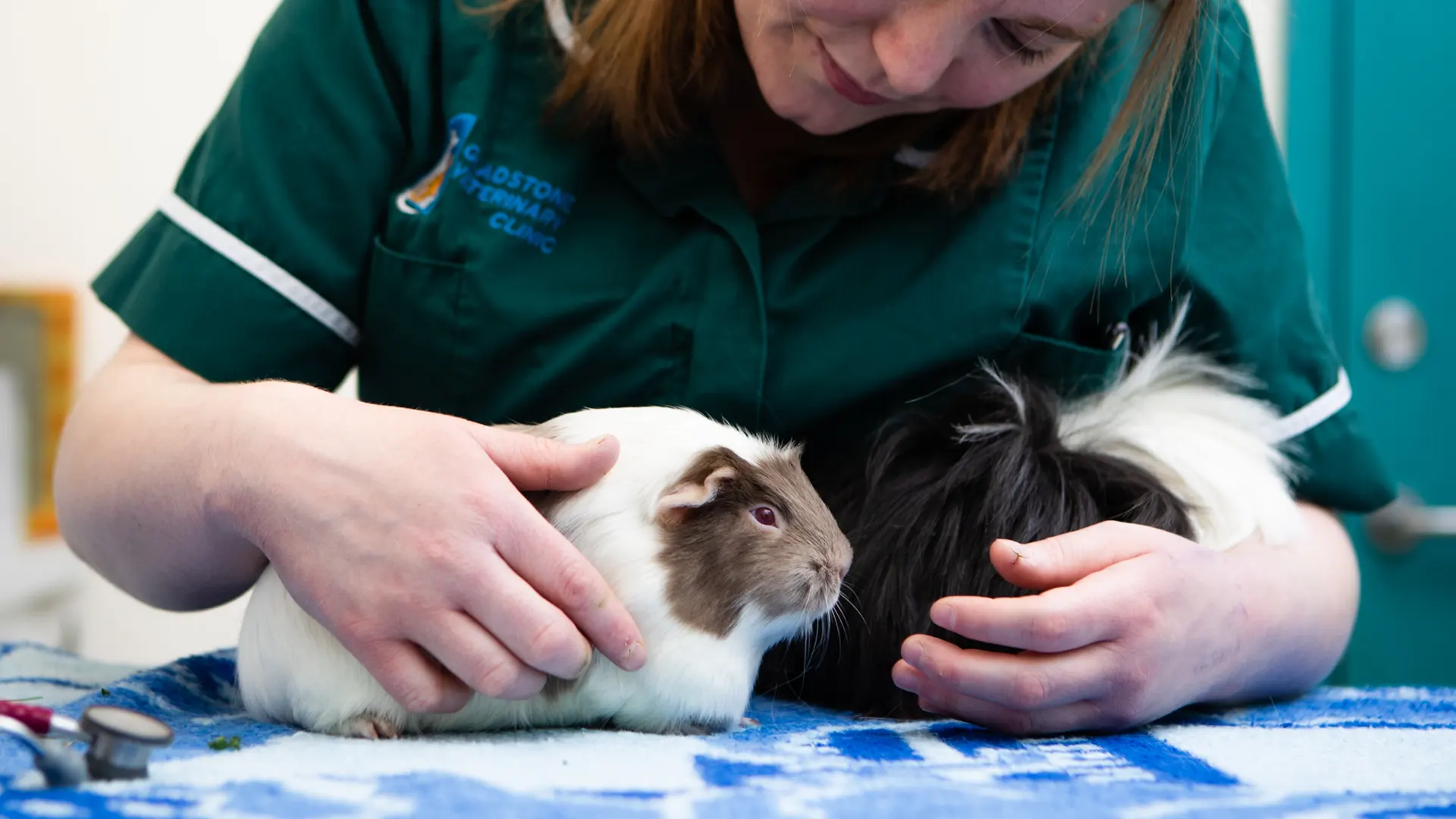 Guinea pigs consult with nurse