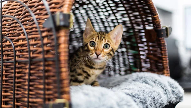 cat in basket