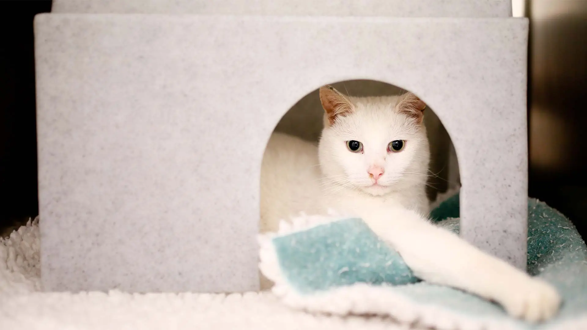 white cat in cat house