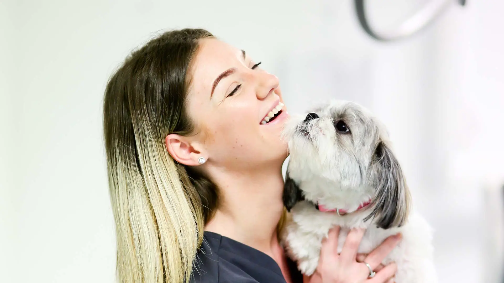 small grey dog being cuddled by team member