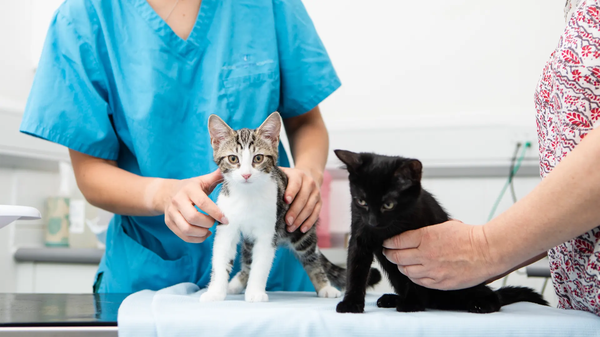 two kittens on consultation table