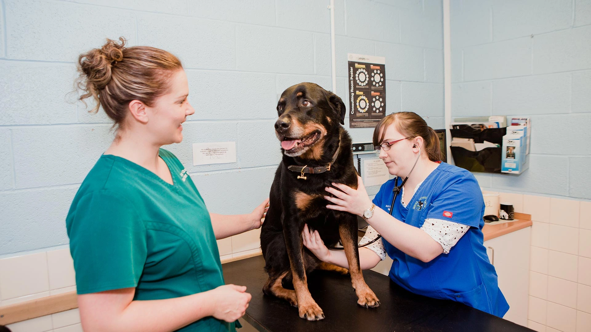 large dog having a vet consultation