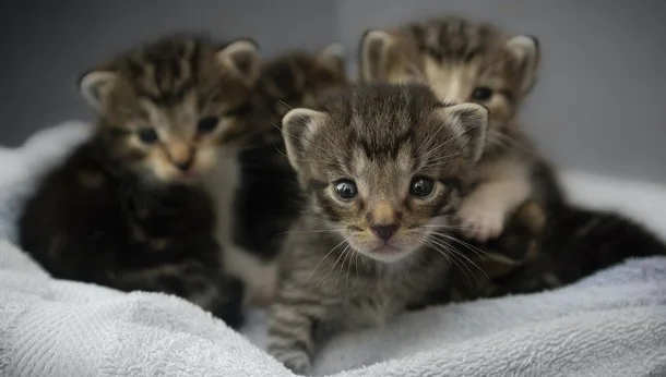 four kittens on a blanket