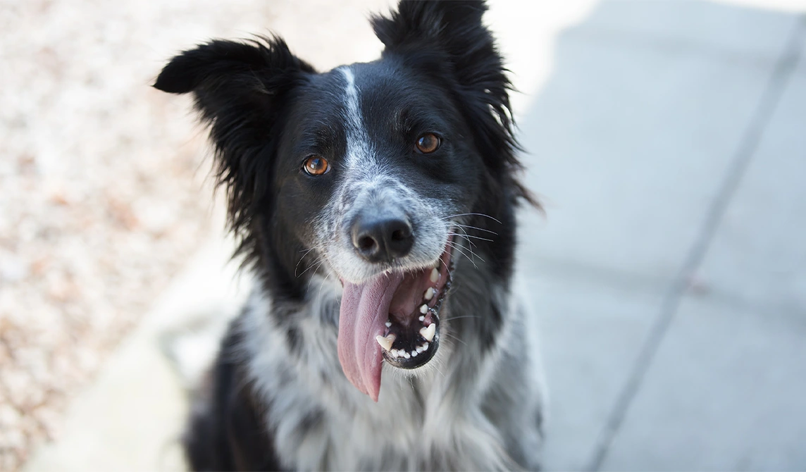 border collie dog smiling