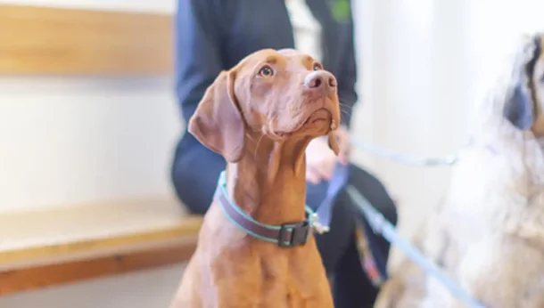 brown dog in waiting room