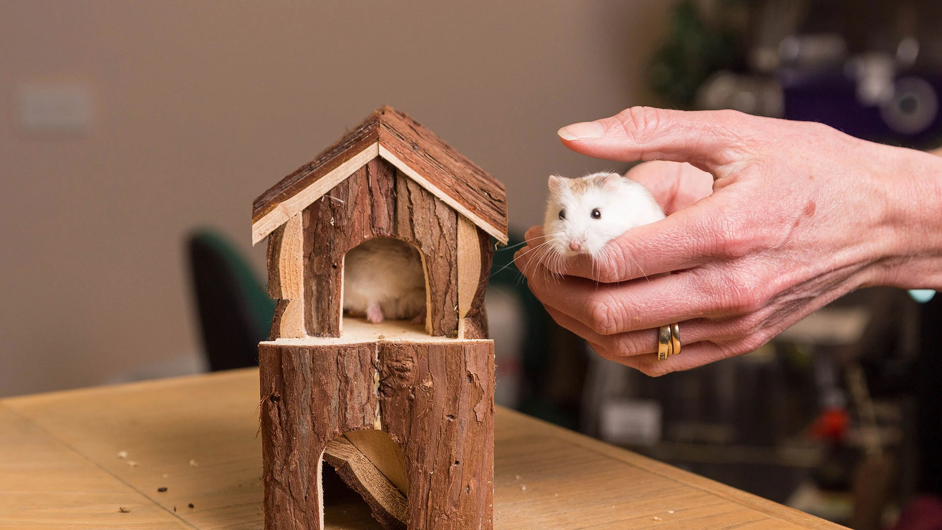 Mice playing in a wooden house