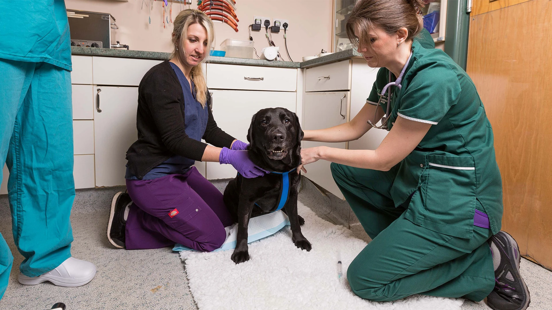 two nurses give a black dog a check over