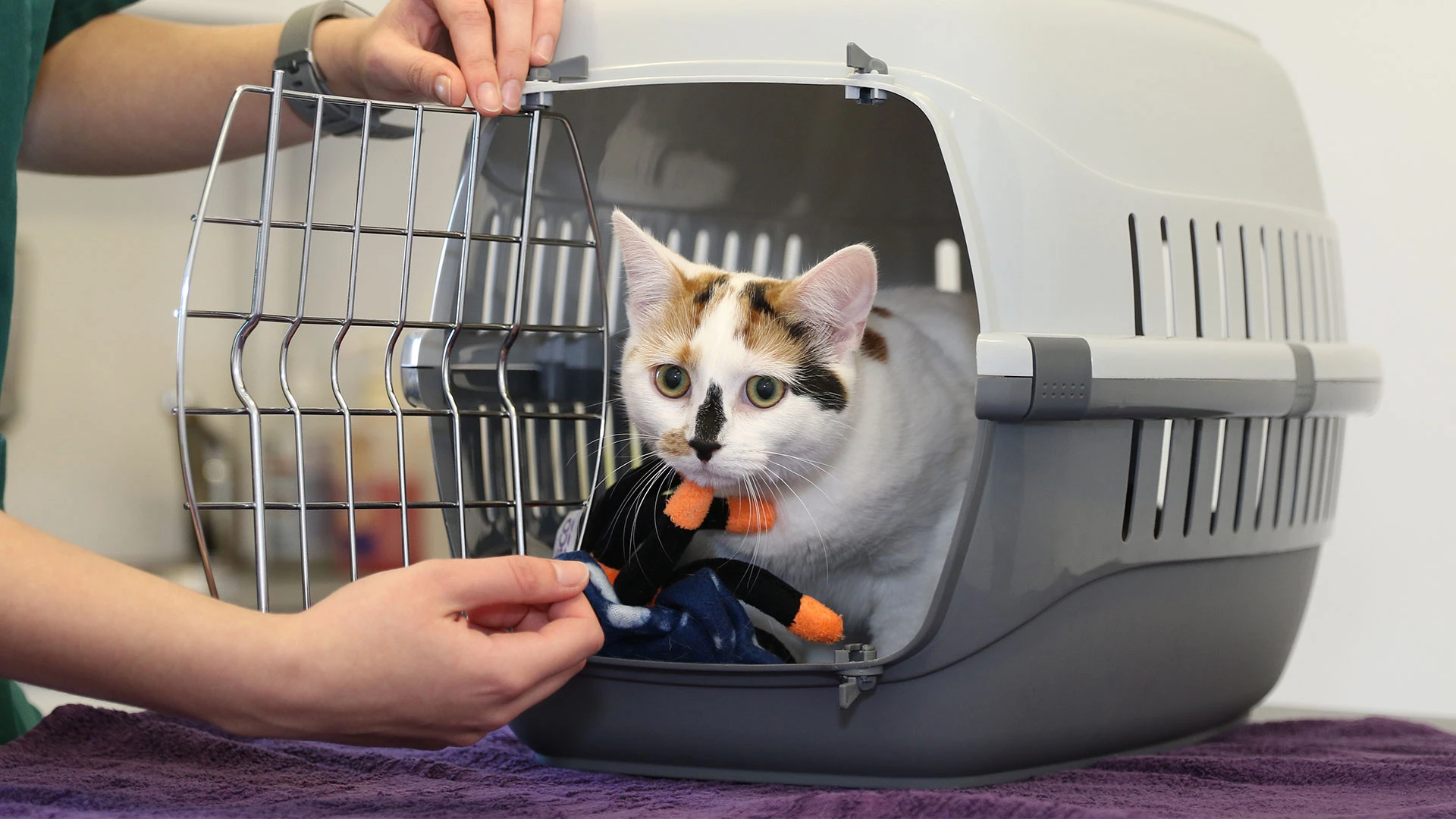 white cat with facial markings in its cat box