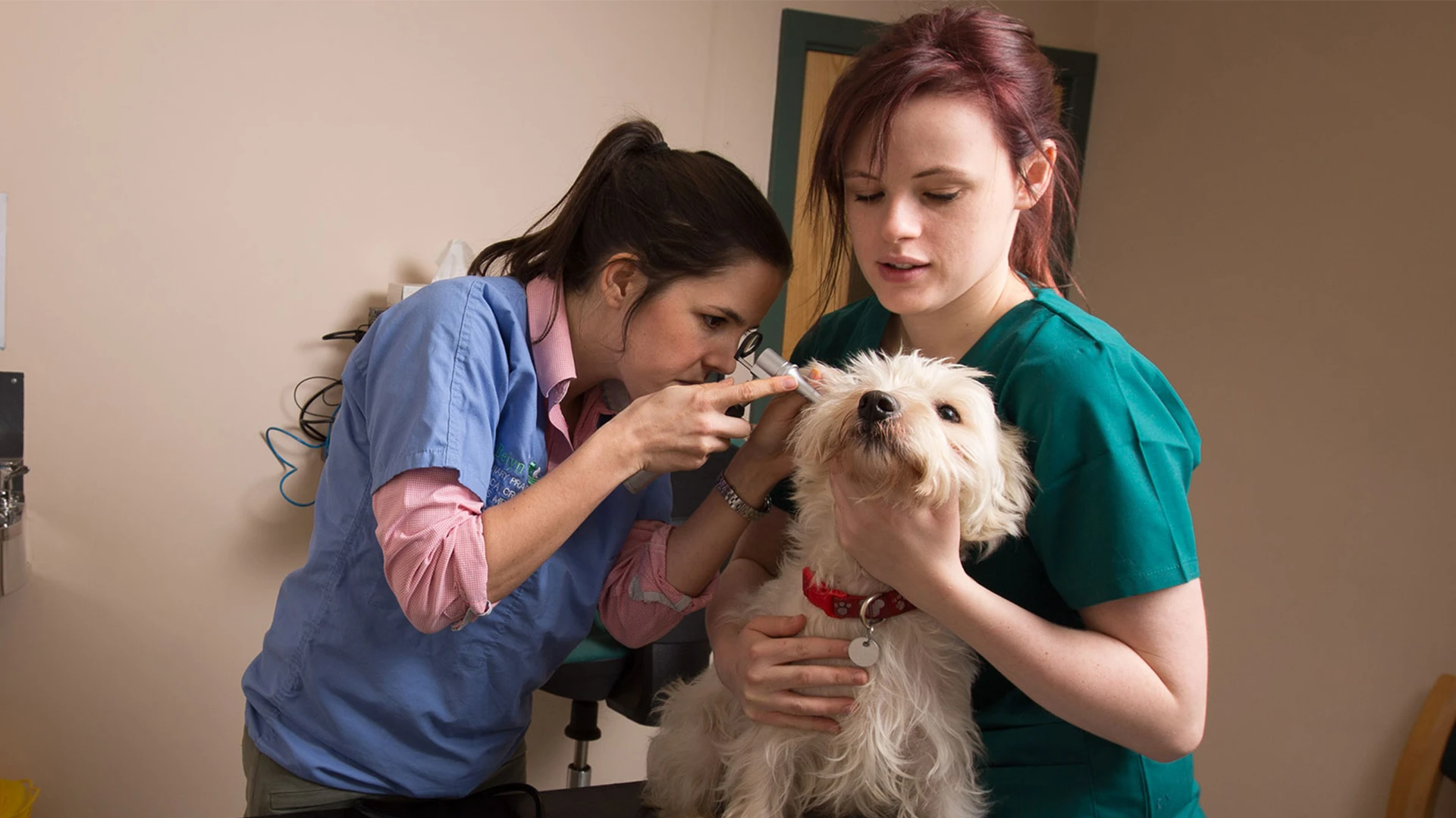 vet checking in the ear of a dog
