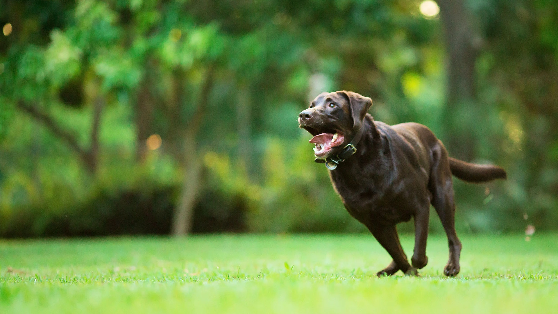 happy dog running across a field