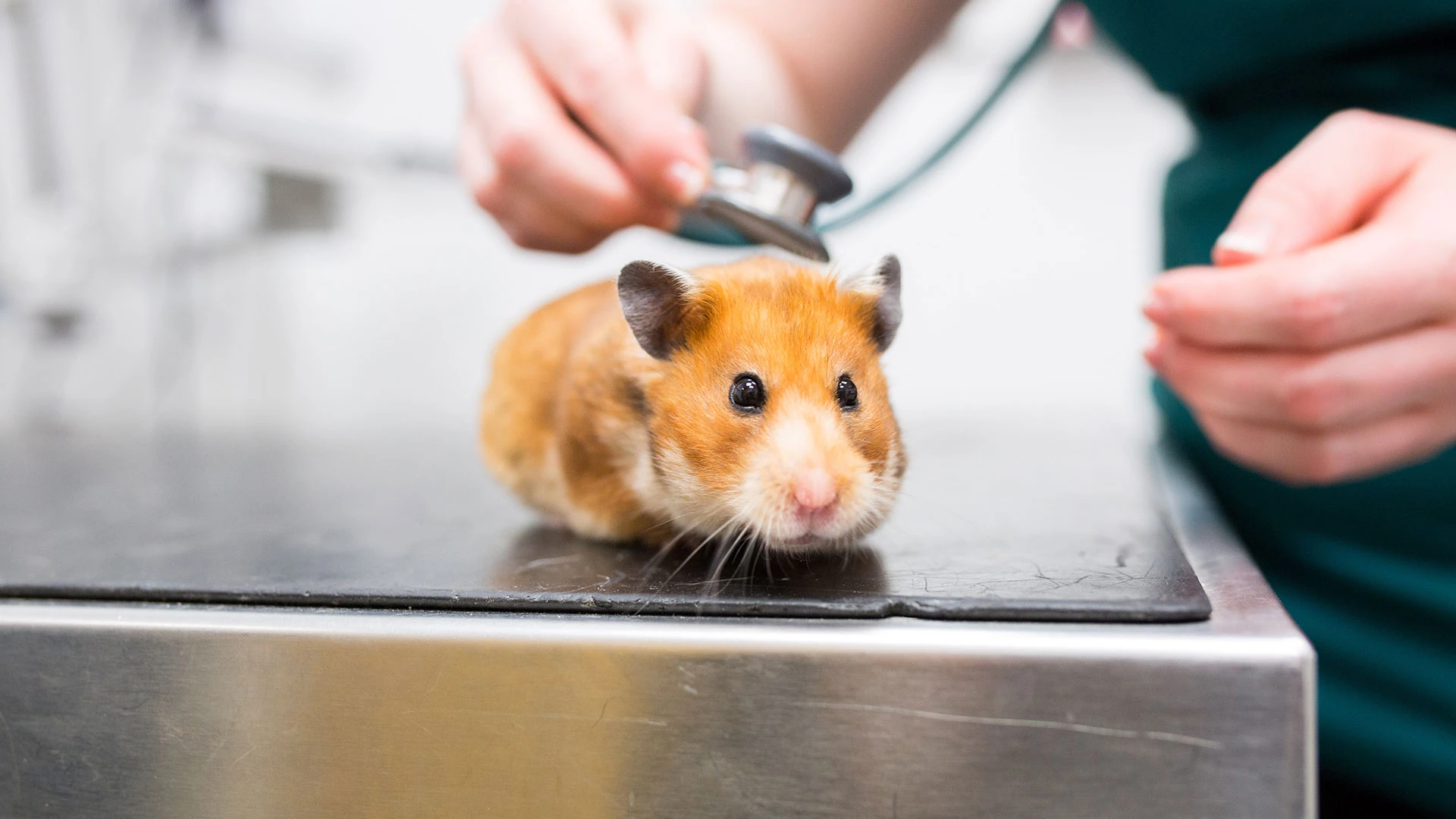 Hamster having a check up with the vet