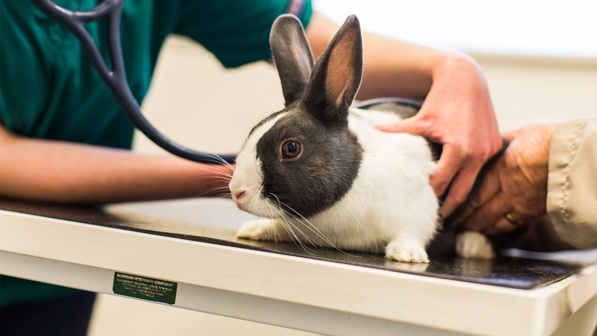 Black and white rabbit having its heart listened to