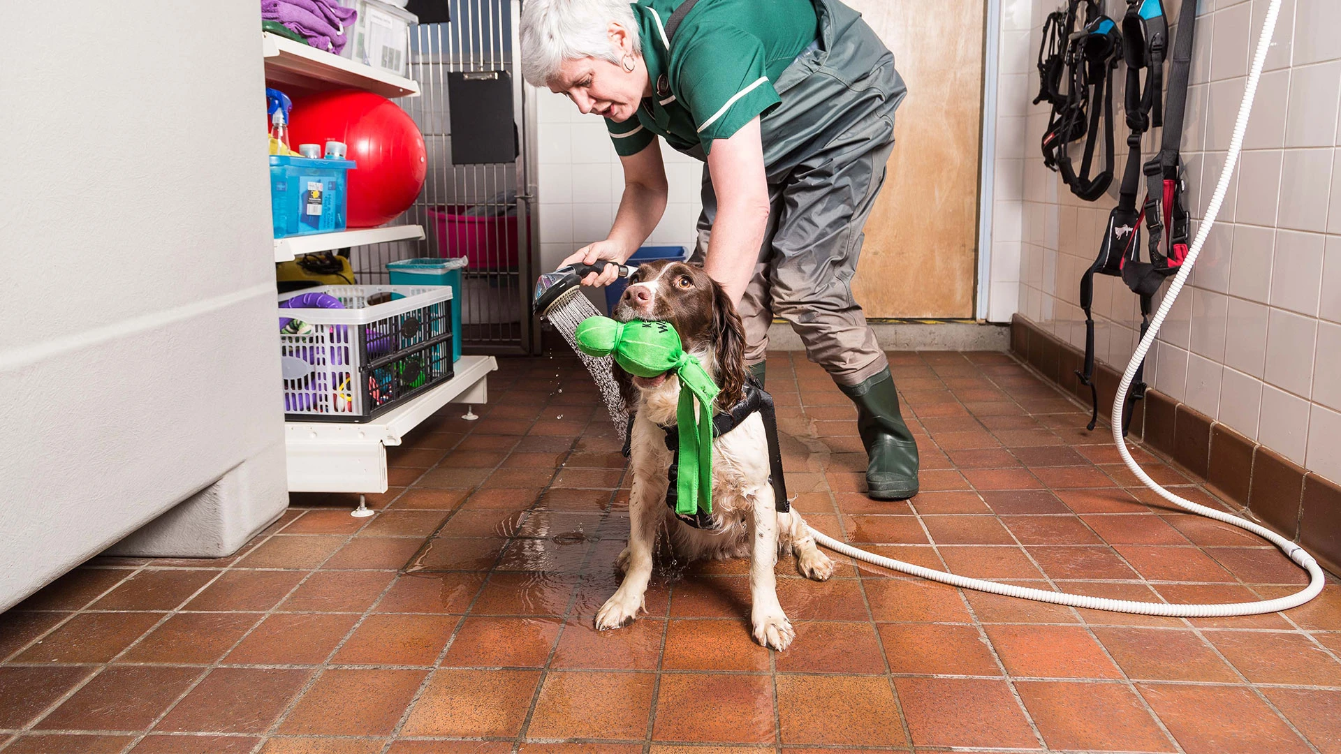 dog gets washed down while holding a toy